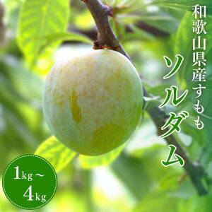yӂ邳Ɣ[Łz s\  i\_jyIׂeʁz 1kg 2kg 4kg 2026N6{`7{ɏ\yԌEʌE2026/6/20܂Łz / X  Ԍ  