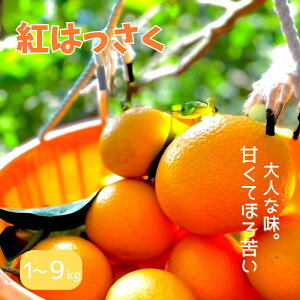 yӂ邳Ɣ[ŁzyԌE12/31܂Łzg yIׂeʁz 1kg 4kg 9kg ys\z1{珇\聦 / ݂ ~J  a̎R ͂ t[c ʕ k cӎs