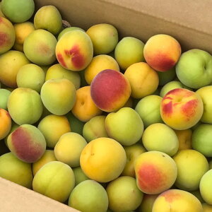 �y�ӂ邳�Ɣ[�Łz �y2026�N����s�\��z�I�B�썂�~ ���n�~ 2kg�`10kg�y�T�C�Y�����z / 2kg 4.5kg 10kg 2�L�� 4.5�L�� 10�L�� 10000�~ 1���~ 20000�~ 2���~ 40000�~ 2���~ �ʕ� �ʎ� �������� �~ �~���� ���߂�