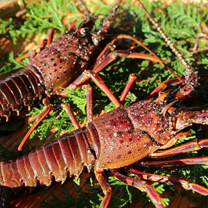 �y�ӂ邳�Ɣ[�Łz ��I�������C�Z�G�r �y12���`1���ɏ��������z �I�ׂ�e�� 2��~4�� (��400g�`900g�j/ �ɐ����� �ɐ��C�V �C�Z�G�r �C�V