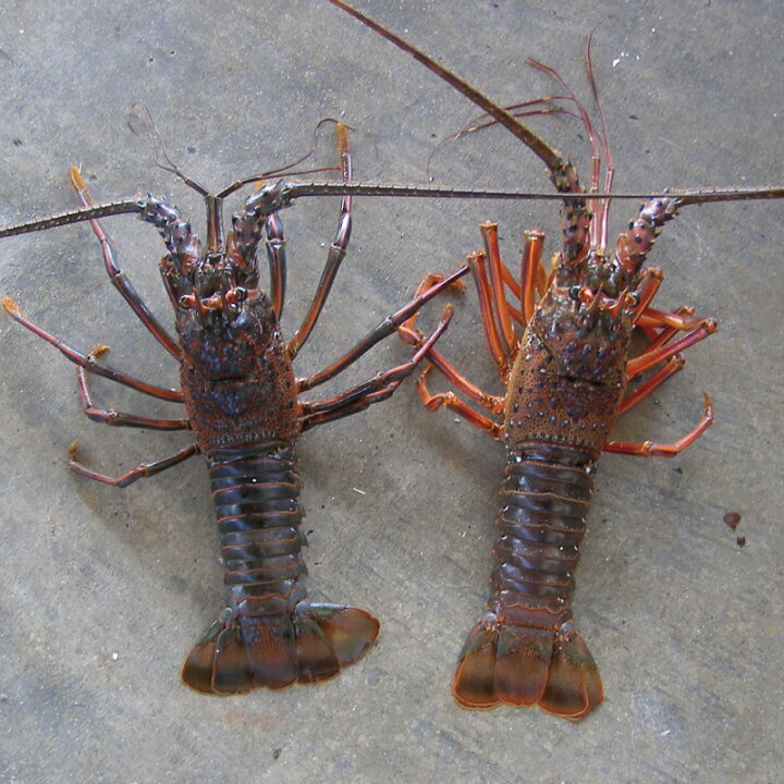 楽天市場 ふるさと納税 南紀黒潮活イセエビ 約400g 450g 2尾 10月中旬 1月に順次発送 伊勢えび 伊勢海老 イセエビ 海老 和歌山県新宮市