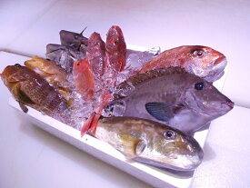 【ふるさと納税】＼朝どれ新鮮／ 鮮魚セット (小) 約3kg 目利きのプロが厳選した旬の魚をその日の内に発送！