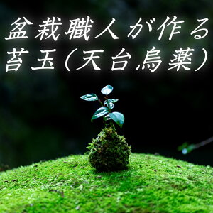 yӂ邳Ɣ[Łz ~͐Elۋ(VG) / Mtg  ` R VR V{