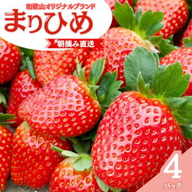 【ふるさと納税】 【先行予約】特大まりひめ いちご 朝摘 6個〜11個入り×4パック 2026年1月中旬～2026年3月末頃に順次発送予定（お届け日指定不可）/ いちご 苺 まりひめ 和歌山 フルーツ 果物 くだもの