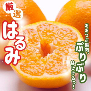 【ふるさと納税】 <先行予約> 厳選 はるみ 1kg / 2.5kg / 5kg (傷み補償分付)【デコポンの姉妹品種・新食感春みかん】【光センサー選別】 <2026年2月上旬〜3月下旬順次発送> / みかん 和歌
