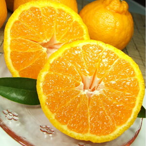 yӂ邳Ɣ[Łz cYufRvsm[3kg]󒬓cYt݂(ʎTCY܂)/Iɍq{ 2026N2{`2026N3{ɏ\(͂ws)