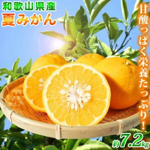 yӂ邳Ɣ[Łz Ă݂ 7.2kg 2026N4{`2026N4{ɏi͂wsj