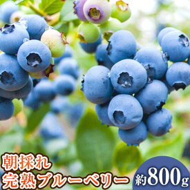 【ふるさと納税】【先行予約】和歌山の朝採れ完熟ブルーベリー 約800g (約200g×4パック) 紀の川市厳選館《2024年7月上旬-7月下旬頃出荷》和歌山県 紀の川市 フルーツ 果物