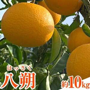 yӂ邳Ɣ[Łzs\ a̎RY (͂) 10kg OXs2026N1{-3oׁtYn k
