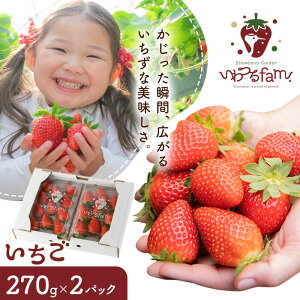 �y�ӂ邳�Ɣ[�Łz������ � �I�̐�s�Y 270g × 2�p�b�N �s1����{-3�������o�ׁtStrawbrryGarden�����fam. �a�̎R�� �I�̐�s �ʕ� �t���[�c �C�`�S �ʕ�