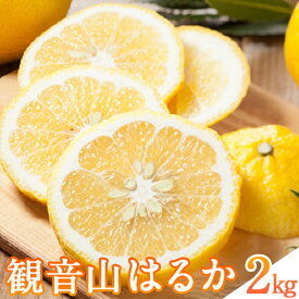 【ふるさと納税】観音山はるか 2kg (約10玉-15玉前後) 有限会社柑香園《2026年2月上旬-2月末頃出荷》和歌山県 紀の川市 フルーツ 果物 柑橘 はるか