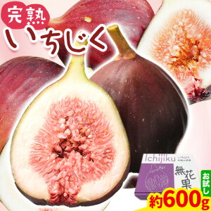 yӂ邳Ɣ[Łz{̖o! n 600g (300g×2pbN) pbN  C`WN ԉ JA킩 I̗n{s2025N9{-11{oׁt a̎R I̐s 