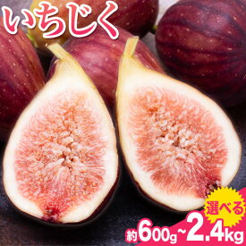 【ふるさと納税】いちじく 選べる 内容量 約600g 300g × 2パック 約1.2kg 300g × 4パック 約2.4kg 300g × 8パック 岸武青果株式会社《2026年8月上旬-10月下旬頃出荷》 和歌山県 紀の川市 イチジク 生 産地直送 果物 フルーツ