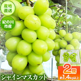 【ふるさと納税】大粒シャインマスカット約1.4kg(700g前後×2)m＆n果実園【先行予約】《8月下旬-10月上旬頃出荷》和歌山県 紀の川市