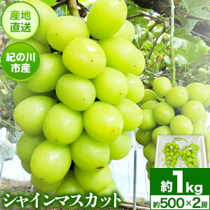 yӂ邳Ɣ[ŁzVC}XJbg1kg(500g×2[) mnʎs8{-10{oׁta̎R I̐s Ԃǂ }XJbg { t[c