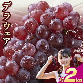 【ふるさと納税】【先行予約】甘さぎっしり小粒ぶどう デラウェア 選べる 約500g 約1kg 約2kg フルーツ 果物《2026年6月中旬-7月上旬頃出荷》和歌山県 岩出市 送料無料 一大産地 青果 お取り寄せフルーツ 冷蔵 ブドウ 種なし 甘い 小粒ぶどう 産地直送 ぶどう