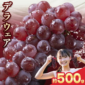 【ふるさと納税】【先行予約】甘さぎっしり小粒ぶどう デラウェア 選べる 約500g 約1kg 約2kg フルーツ 果物《2026年6月中旬-7月上旬頃出荷》和歌山県 岩出市 送料無料 一大産地 青果 お取り寄せフルーツ 冷蔵 ブドウ 種なし 甘い 小粒ぶどう 産地直送 ぶどう