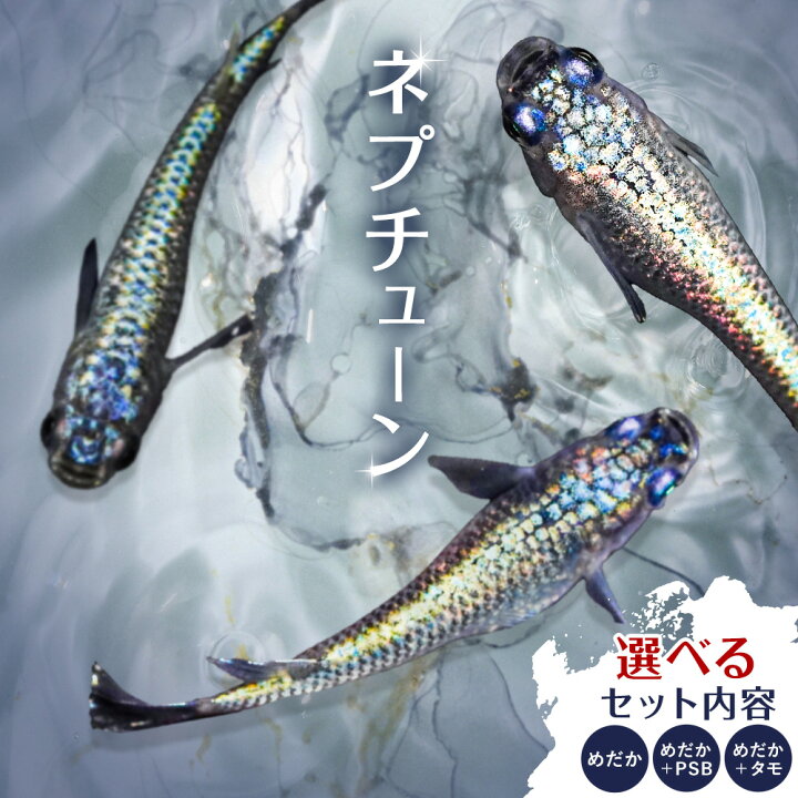 楽天市場】【ふるさと納税】メダカ ネプチューン 選べる セット内容 1 