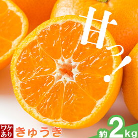 【ふるさと納税】みかん 訳あり 10kg 5kg 2kg 選べる内容量 早生みかん きゅうき みかん 石谷普朗《12月中旬-1月中旬頃出荷》和歌山県 岩出市 送料無料 果物 フルーツ 柑橘類 お取り寄せフルーツ ミカン 早生