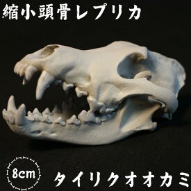 【ふるさと納税】 縮小 頭骨 レプリカ タイリクオオカミ 8cm / 標本 コレクション プラモデル 動物 標本 頭骨 狼 フィギュア インテリア 模型 動物 博物館 骨格 ミニチュア 3D プリント キーホルダー