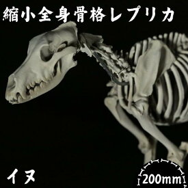 【ふるさと納税】 全身 骨格 レプリカ イヌ 縮小 / 標本 コレクション プラモデル 動物 犬 フィギュア インテリア 模型 動物 博物館 頭蓋骨 ミニチュア 3D プリント