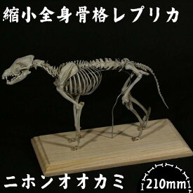 【ふるさと納税】 全身 骨格 レプリカ ニホンオオカミ 縮小 / 標本 コレクション プラモデル 動物 標本 骨格 狼 フィギュア インテリア 模型 動物 博物館 頭蓋骨 ミニチュア 3D プリント