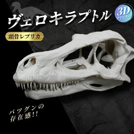 【ふるさと納税】 頭骨 レプリカ ヴェロキラプトル 原寸大 / 標本 コレクション プラモデル 実物大 恐竜 骨格 フィギュア インテリア 展示 模型 博物館 骨格 頭蓋骨 オブジェ 3D プリント
