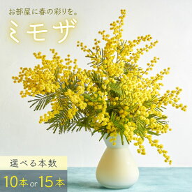 【ふるさと納税】【先行予約】 ～ 春の訪れ ～ ミモザ 〈なかやFarm 和歌山県 紀美野町〉/ 癒し 植物 プランター フラワー プラント 花瓶 アカシア ミモザ ハーブ プレゼント ギフト