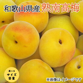 【ふるさと納税】【先行予約】【梅干・梅酒用】【選べる容量】【選べるサイズ】熟南高梅＜2026年6月上旬～7月上旬ごろに順次発送予定＞(お届け日指定不可) / フルーツ 果物 くだもの 食品 人気 おすすめ 送料無料 和歌山 うめ 梅 完熟梅 梅干し 梅酒 ウメ
