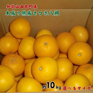 yӂ邳Ɣ[ŁzyIׂTCYzyYza̎RRǒY̖ؐn 10kgiS`LTCY ܂ L`4LTCYj2026N3{`2026N4{ɔi͂wsj