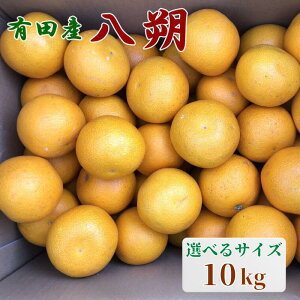 yӂ邳Ɣ[ŁzyIʁzLcY̔10kg yIׂTCYz 2026N1{`2026N2{菇(͂ws) / a̎R  ݂ k  t[c