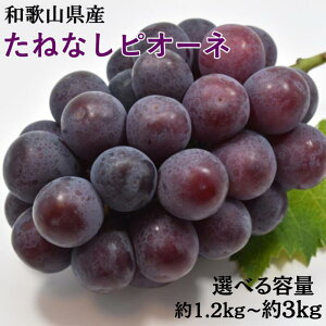 yӂ邳Ɣ[Łz yIׂeʁz yVNEYza̎R炬Y˂ȂsI[l 1.2kg/2kg/3kg 2026N8{`2026N9{ kCEEzs /  