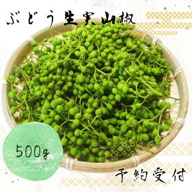 【ふるさと納税】ぶどう生山椒 500g【予約受付・数量限定】※離島への配送不可 / 山椒 ぶどう 生山椒 調味料 スパイス 先行予約 数量限定 短期間