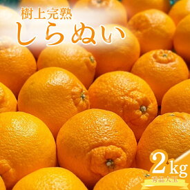 【ふるさと納税】 不知火 希少な樹上完熟！ 秀品大玉 6個入 (約2kg)　【2026年2月下旬頃〜4月中旬頃まで発送】【KT2】