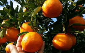 【ふるさと納税】 【厳選・濃厚】和歌山県産のはるみ約5kg(サイズおまかせ)【2026年1月中旬〜2026年2月中旬頃より順次発送】【和歌山県かつらぎ町産】