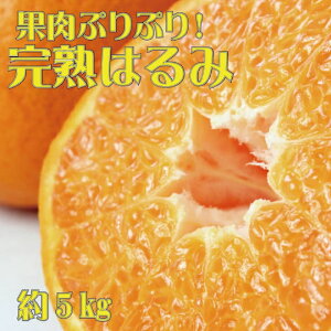 yӂ邳Ɣ[Łz ʓՂՂ! n͂ 5kg y2026N2{`2026N2{ɏ\zys\z | t[c ʕ  Hi lC   Yn