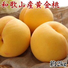 【ふるさと納税】人気 和歌山県産 黄金桃（つきあかり） 約2kg【数量限定】 ★2024年7月中旬頃より順次発送 | もも 桃 モモ 黄金桃 甘い ジューシー ふるさと納税 和歌山 先行予約 果物 品種 送料無料 産地直送 絶品 濃厚 特産品 名産品