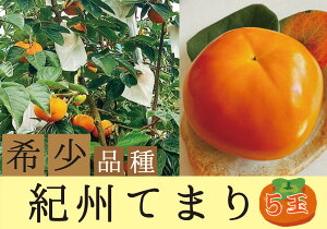 yӂ邳Ɣ[Łz 󏭕i̊`ZIBĂ܂Z5ʉϔy2025N10{ȍ~z