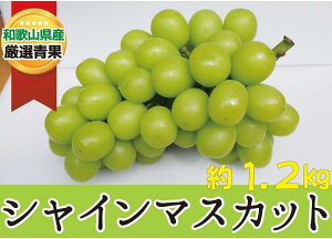 �y�ӂ邳�Ɣ[�Łz �V���C���}�X�J�b�g ��1.2kg ���Y�n�������y2026�N8�����{�`2026�N9�����{�����������z/ �a�̎R�� ���炬�� �Y�n���� �}�X�J�b�g �Ԃǂ� ���� �Â� �W���[�V�[ �����x 2026�N