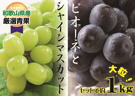 【ふるさと納税】 大人気 ぶどう セット 約1kg入 シャイン＆ピオーネ 【8月上旬〜下旬発送】