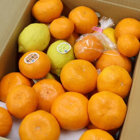 【ふるさと納税】 観音山フルーツ詰め合わせ（ゴールド）