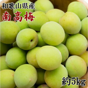 yӂ邳Ɣ[Łzma̎RYn썂~5kgiTCYj2026N6菇mTM176n | a̎R a̎R xR yVӂ邳 ԗi Yi Yi  n ~  E 
