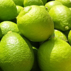 yӂ邳Ɣ[ŁzIBa̎R Lciƒpj1.5kg ms\nmYnm_nmm[bNXEm[h܁nmMS69n | t[c ʕ  Hi lC  