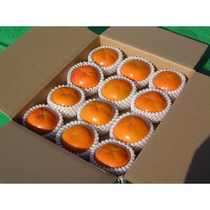 yӂ邳Ɣ[Łzy 󂠂 zS_̕xL` 6.5kgi24`30j | `  t[c ʕ  Hi lC   Yn