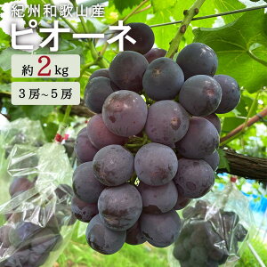 yӂ邳Ɣ[ŁzsI[l 2kg@IBa̎R 炬Ym2026N8{ȍ~\nmUT119n