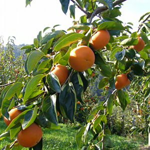 yӂ邳Ɣ[ŁzS_̕xL` ƒp 4kg | xR xL` ƒp ÖZ H̖o lC  ` t[c ʕ a̎RY {̉ʎ   ӂ邳Ɣ[