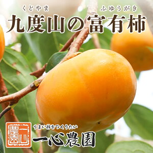 yӂ邳Ɣ[ŁzS_̕xL` ƒp 1.8kg | t[c a̎R a̎R xR ӂ邳 [ xi ԗi xL` `  ʕ    Yi n ʎ 