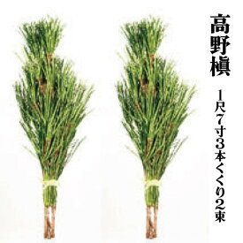 【ふるさと納税】◇高野槇　1尺7寸3本くくり2束 | 槇 高野 高野山 1尺 7寸 3本 2束 高野槇 仏具 おすすめ 返礼品 和歌山 ふるさと納税 お礼の品 植物 送料無料