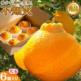 【ふるさと納税】不知火 希少な樹上完熟！ 秀品大玉 6個入 (約2kg)　【先行予約 2025年発送】【KT2】 | フルーツ 果物 くだもの 食品 人気 おすすめ 送料無料