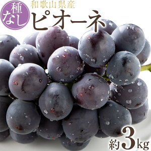 【ふるさと納税】【新鮮・産直】和歌山かつらぎ町産たねなしピオーネ約1.2kg/約2kg/約3kg ★2026年8月中旬頃より順次発送 | フルーツ 果物 くだもの 食品 人気 おすすめ 送料無料